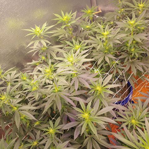 Blackwater growlog timeline photo