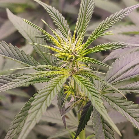 Blackwater growlog timeline photo