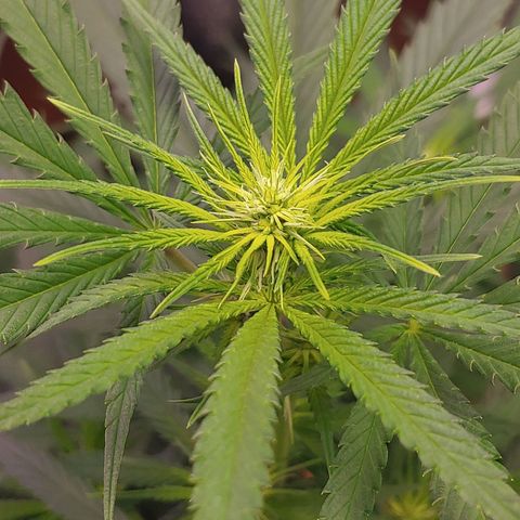 Blackwater growlog timeline photo