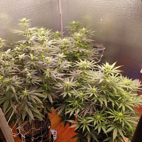 Blackwater growlog timeline photo