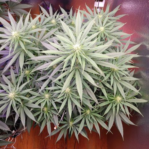 Blackwater growlog timeline photo