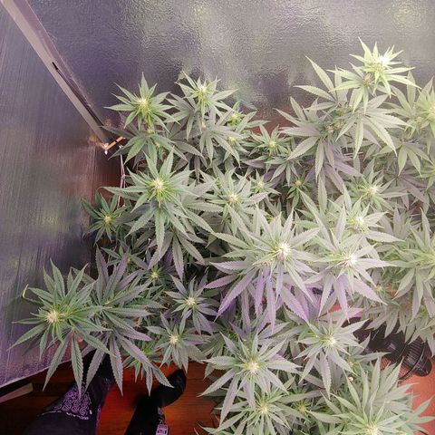 Blackwater growlog timeline photo