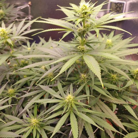 Blackwater growlog timeline photo