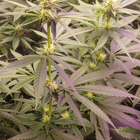 Blackwater growlog timeline photo