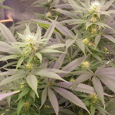 Blackwater growlog timeline photo