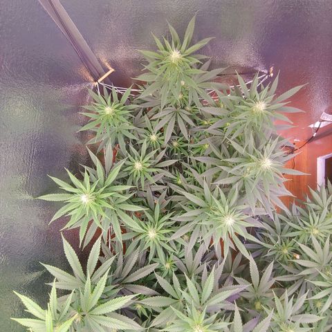Blackwater growlog timeline photo