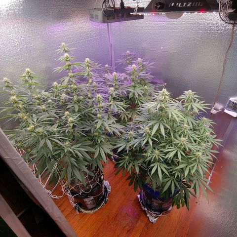 Blackwater growlog timeline photo