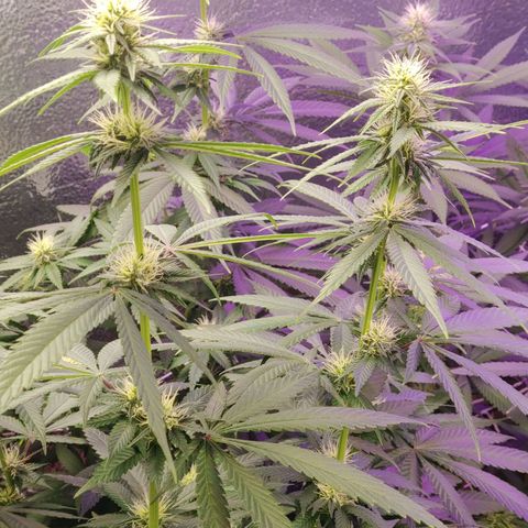 Blackwater growlog timeline photo