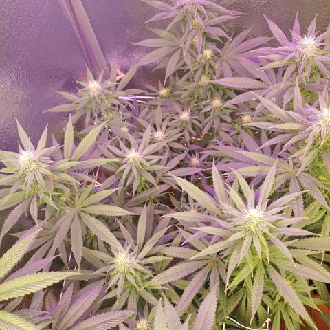 Blackwater growlog timeline photo