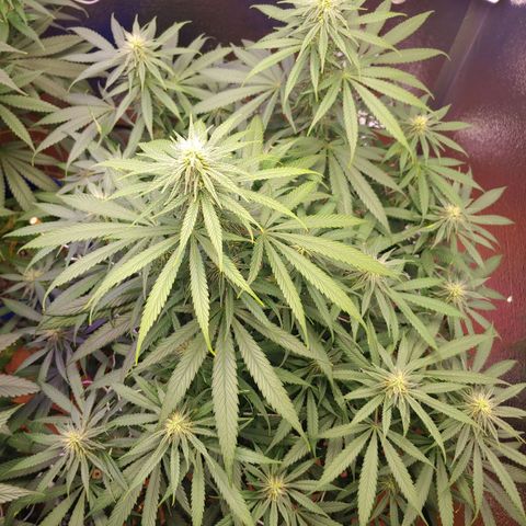Blackwater growlog timeline photo