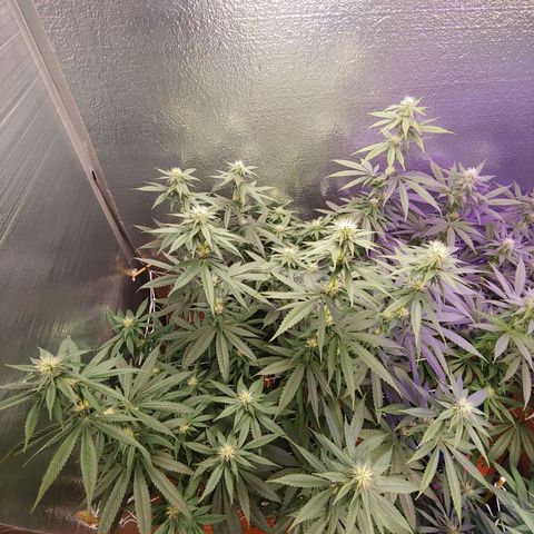 Blackwater growlog timeline photo