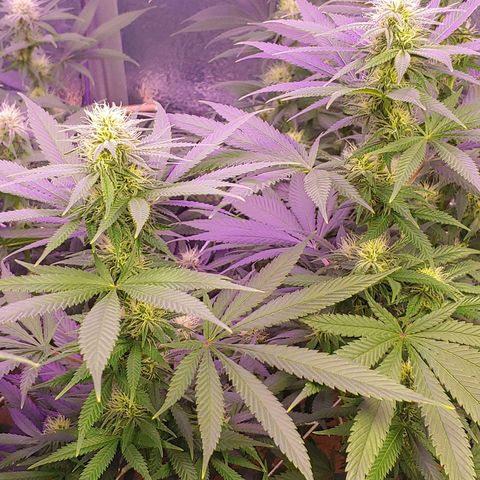 Blackwater growlog timeline photo