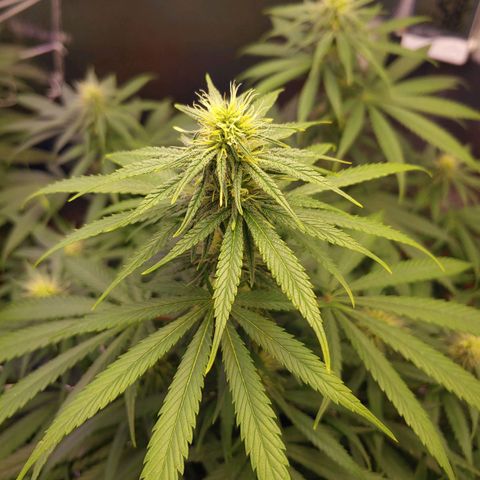 Blackwater growlog timeline photo