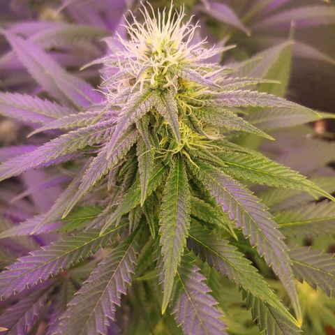 Blackwater growlog timeline photo