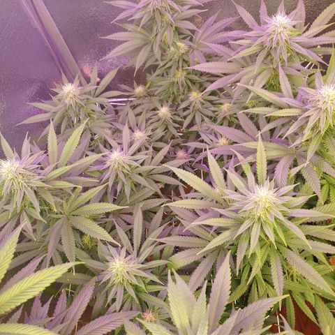 Blackwater growlog timeline photo