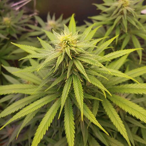Blackwater growlog timeline photo