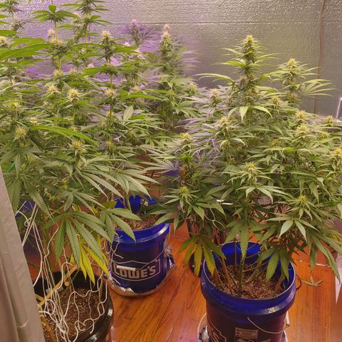 Blackwater growlog timeline photo