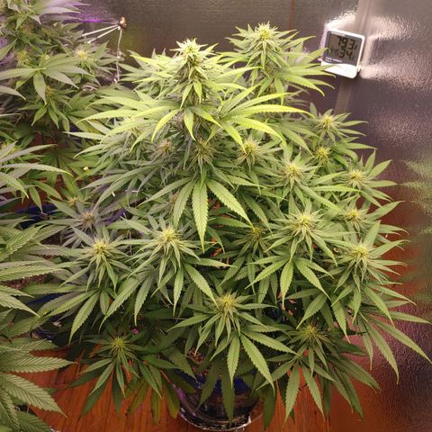 Blackwater growlog timeline photo