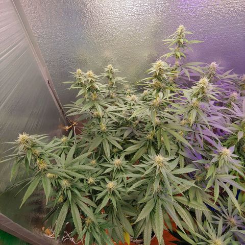 Blackwater growlog timeline photo