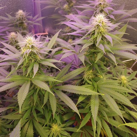Blackwater growlog timeline photo