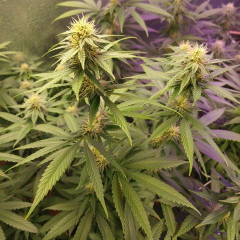 Blackwater growlog timeline photo