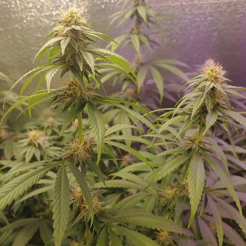 Blackwater growlog timeline photo