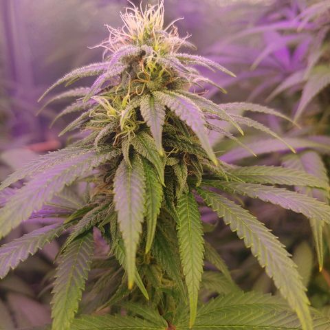 Blackwater growlog timeline photo