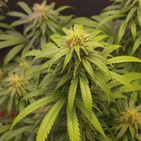 Blackwater growlog timeline photo