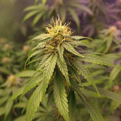 Blackwater growlog timeline photo