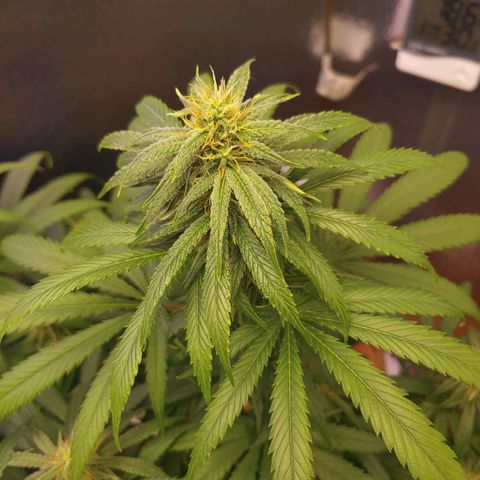 Blackwater growlog timeline photo