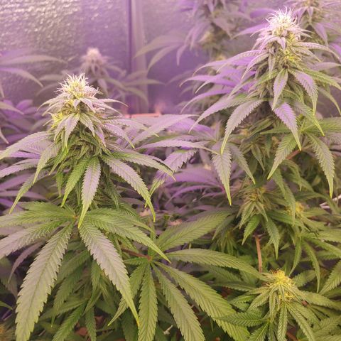 Blackwater growlog timeline photo