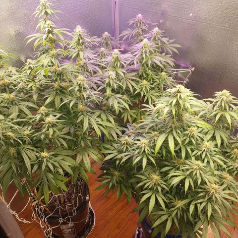 Blackwater growlog timeline photo