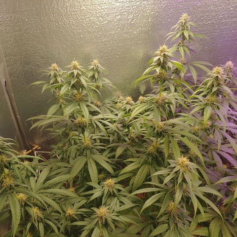 Blackwater growlog timeline photo
