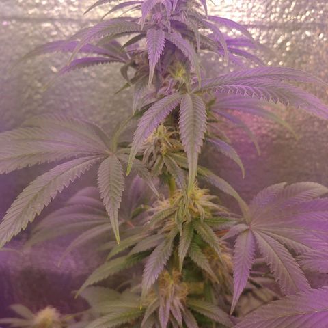 Blackwater growlog timeline photo