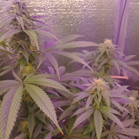 Blackwater growlog timeline photo