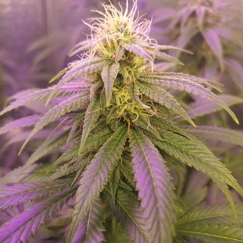 Blackwater growlog timeline photo
