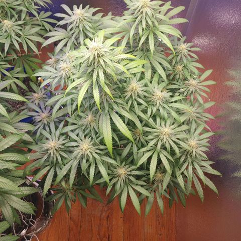 Blackwater growlog timeline photo
