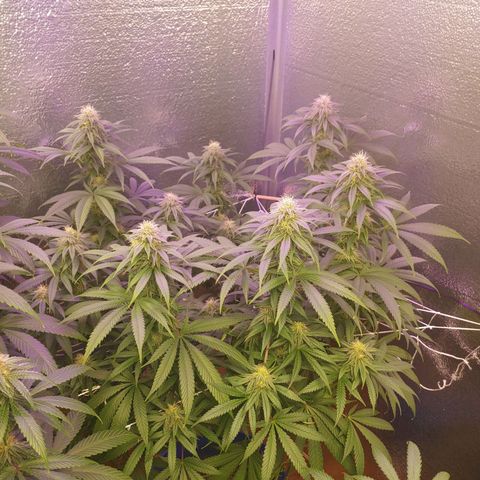 Blackwater growlog timeline photo