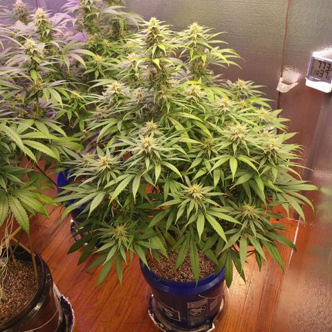 Blackwater growlog timeline photo