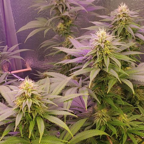 Blackwater growlog timeline photo