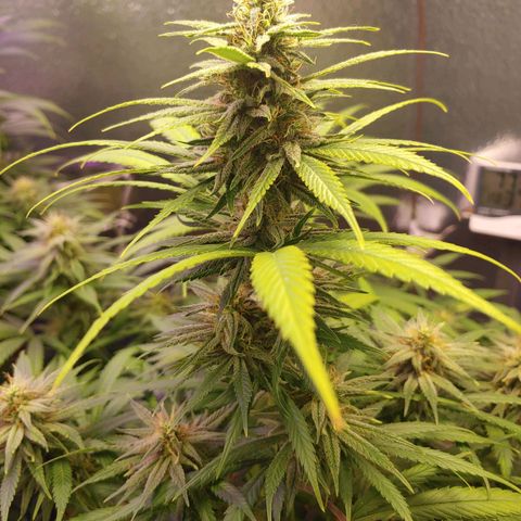 Blackwater growlog timeline photo