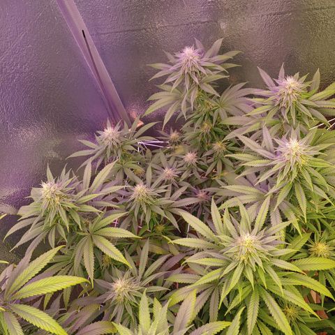 Blackwater growlog timeline photo