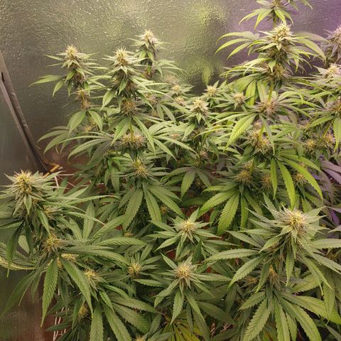 Blackwater growlog timeline photo