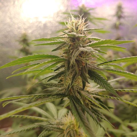 Blackwater growlog timeline photo