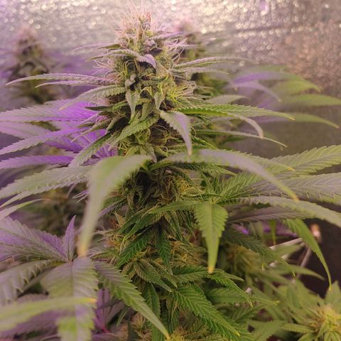 Blackwater growlog timeline photo