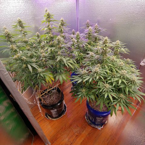 Blackwater growlog timeline photo