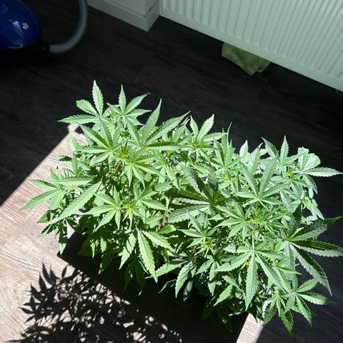strawberry gorilla auto growlog timeline photo