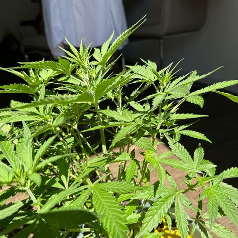 strawberry gorilla auto growlog timeline photo