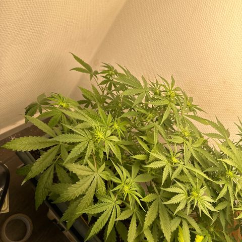 strawberry gorilla auto growlog timeline photo