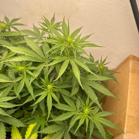 strawberry gorilla auto growlog timeline photo